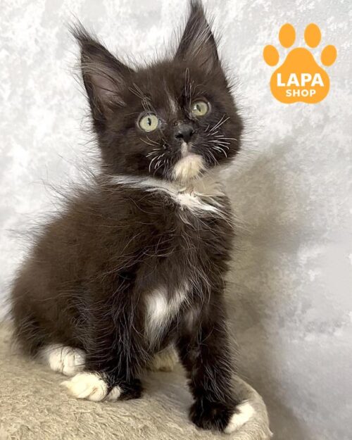 черно-белый мейн-кун полидакт <br> <br> <br>