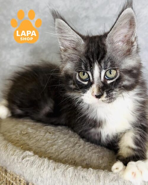 marble white Maine Coon