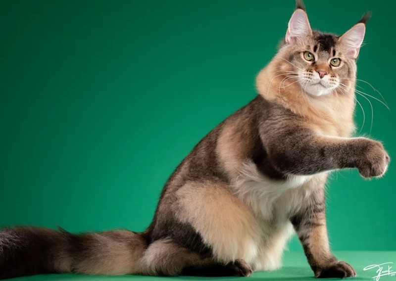 тикований мейн-кун