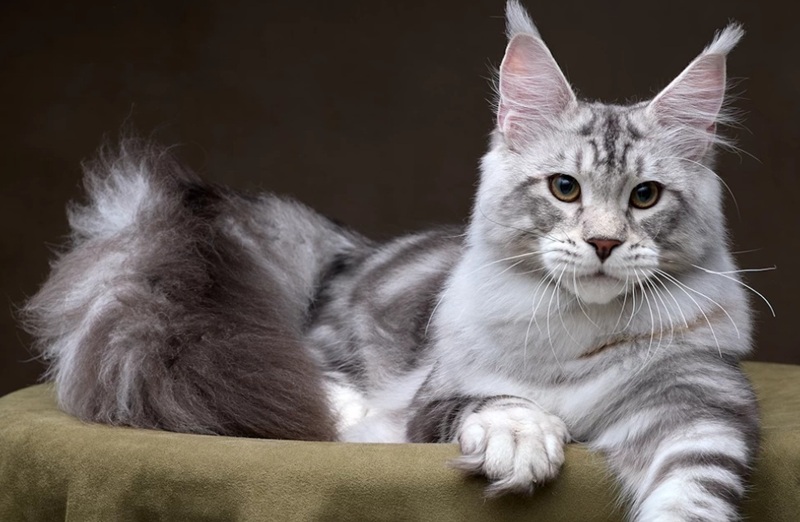 сріблястий таббі мейн-кун