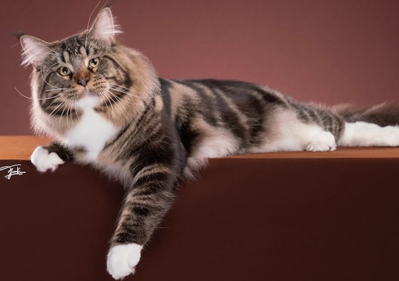 чорна мармурова черепаха з білим мейн-кун