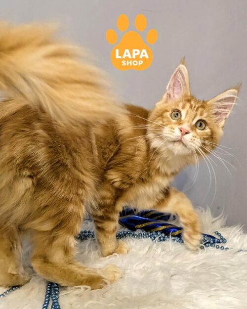 руда кішка мейн-кун