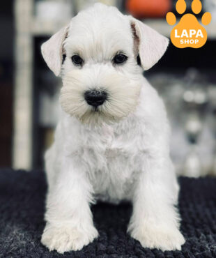 white miniature schnauzer