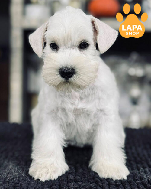 белый цвергшнауцер