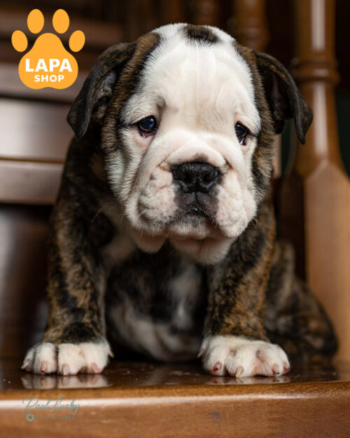 brindle and white English bulldog