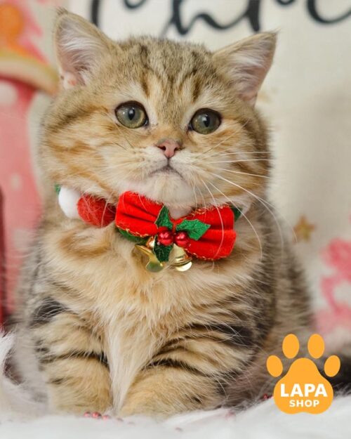 мармурово-золотий манчкін