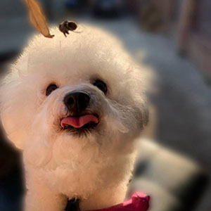 Елегантний красень породи бішон фрізе в білій шубці mom 1