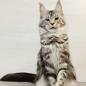 Jazz – большой и активный котик породы мейн-кун с желтыми глазами mom 4