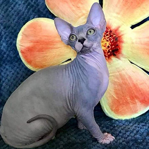 Titan – элегантный котик породы канадский сфинкс ждет своей семьи mom 9