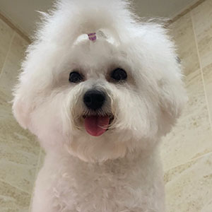 Гарний білосніжний хлопчик породи бішон фрізе mom