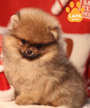 падпалий померанський шпіц