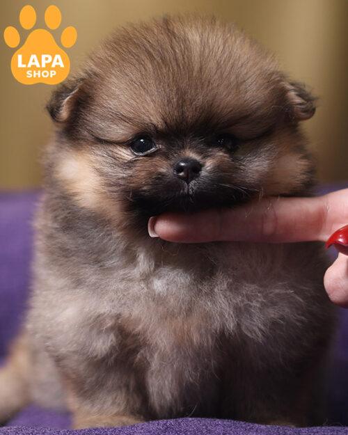 черный подпалый померанский шпиц