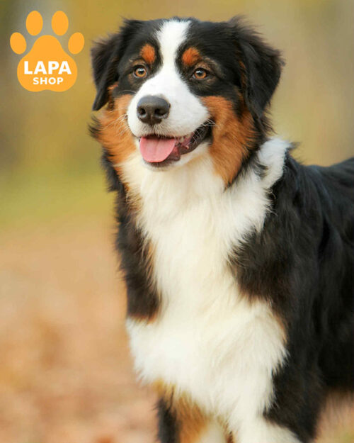 триколорна ауссі