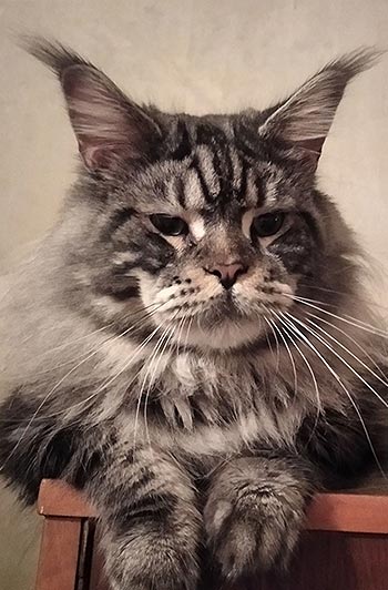 Чарівне кошеня породи мейн-кун Zigzag mso dad