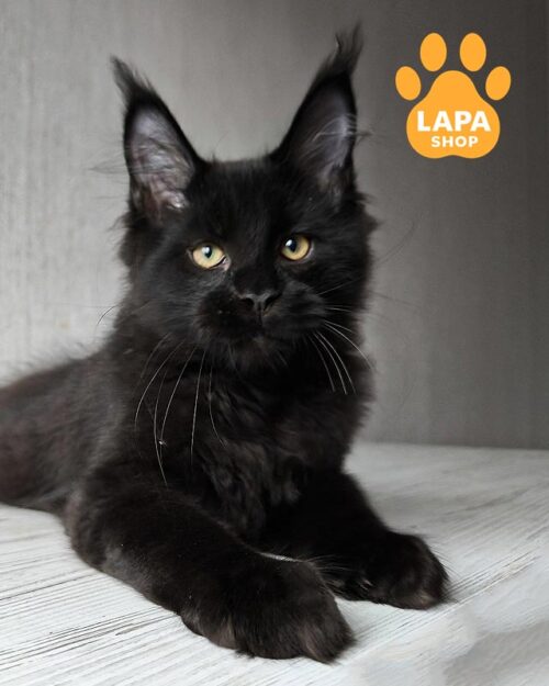 чорний мейн-кун