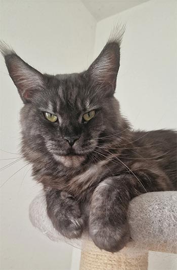 Чарівне кошеня породи мейн-кун Zigzag mso mom