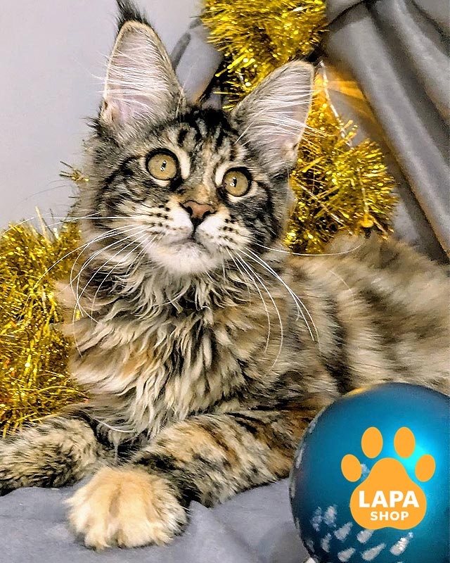 черепахово-мармурова кішка мейн-кун