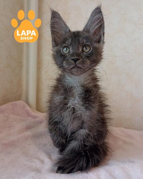 димний мейн-кун