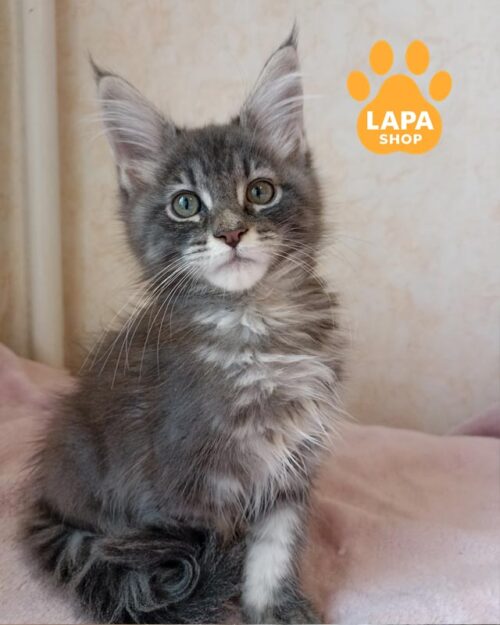 блакитно-мармуровий мейн-кун