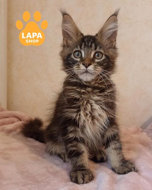 мармуровий мейн-кун