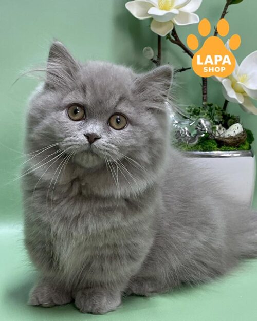 lilac munchkin kitty