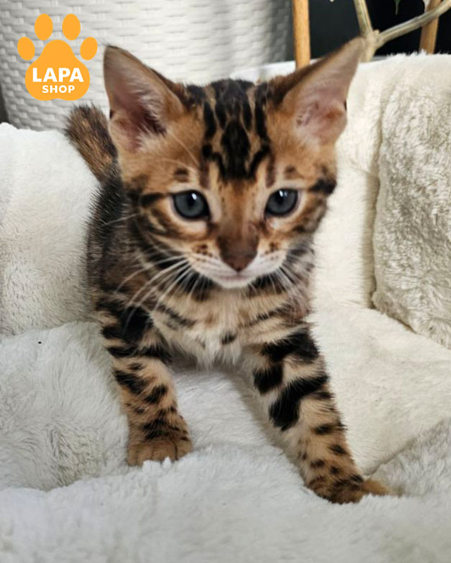 черная пятнистая бенгальская