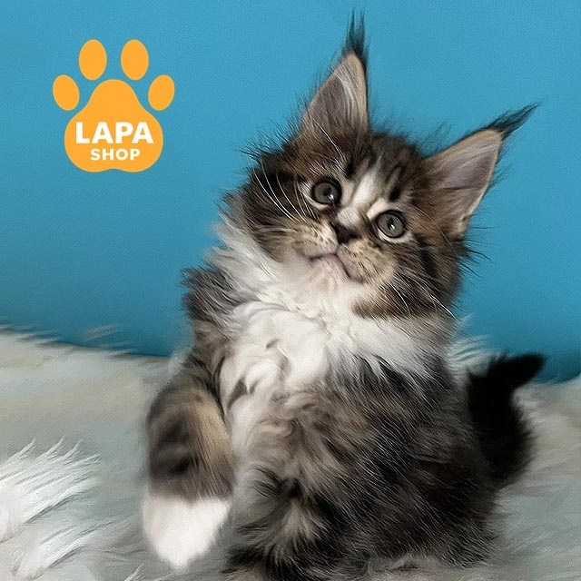 Мармуровий мейн-кун: стандарти забарвлення n2203article