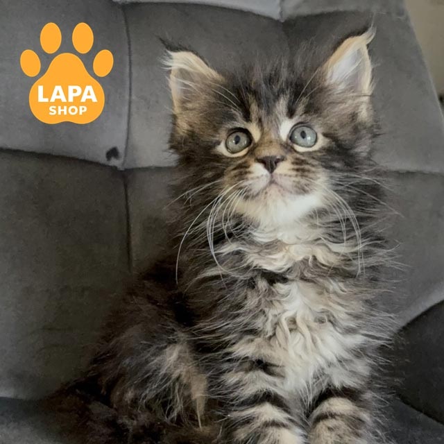 Мармуровий мейн-кун: стандарти забарвлення n22article