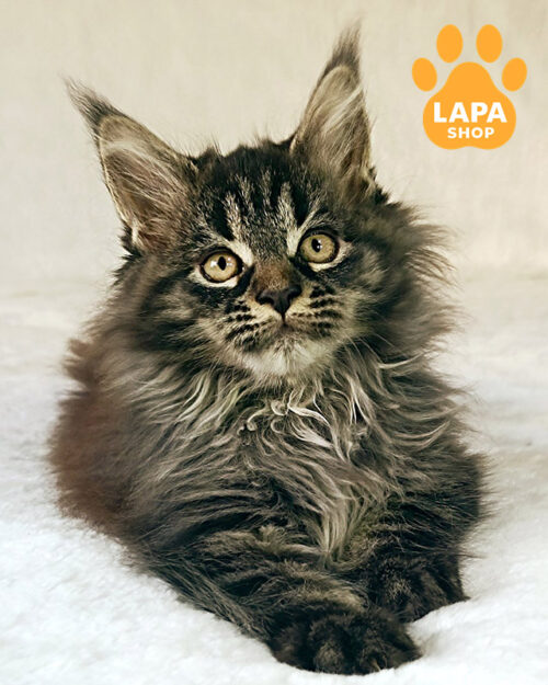 чорний мармуровий мейн-кун