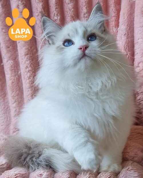 невський маскарадний котик