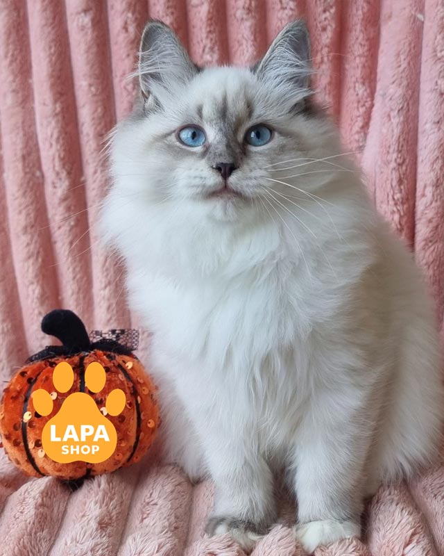 невська маскарадна кішка