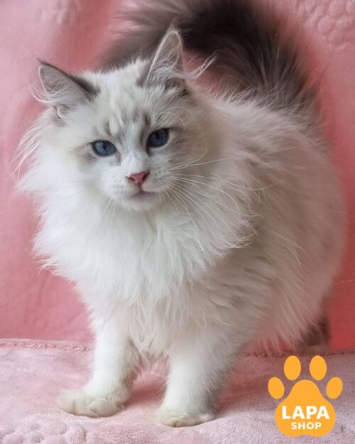 невське маскарадне кошеня