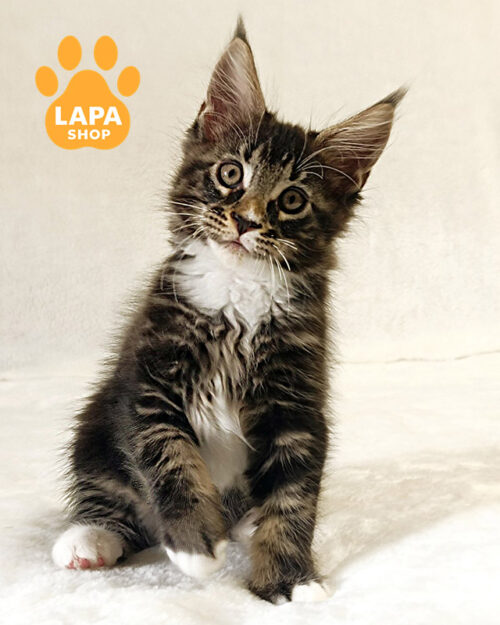 черный мраморный мейн-кун