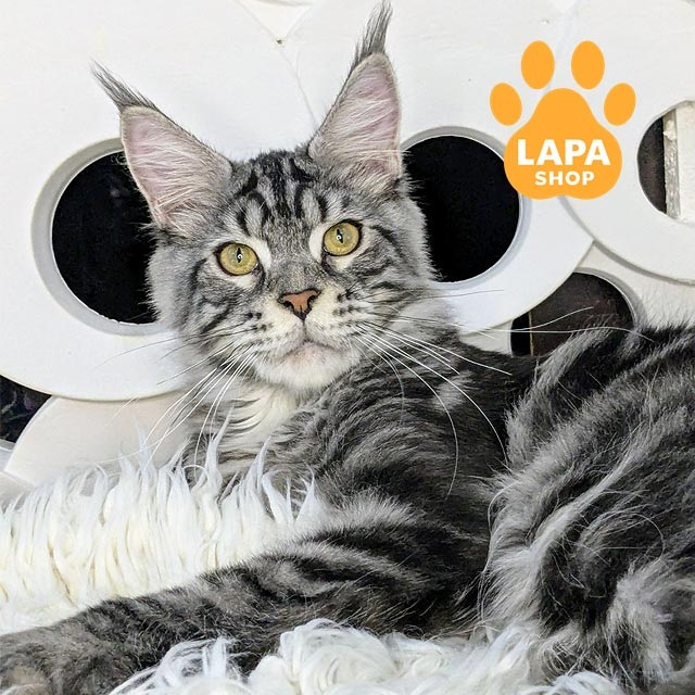 Мармуровий мейн-кун: стандарти забарвлення ns22article