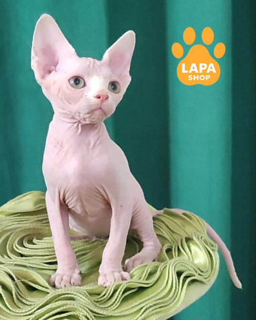 white Canadian Sphynx