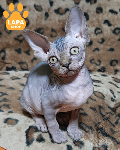 black tabby Canadian Sphynx