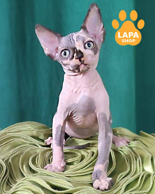 черепаховый канадский сфинкс