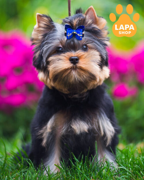 йоркширский терьер