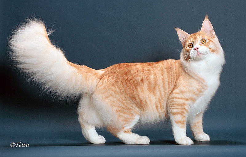 тигровий камео мейн-кун