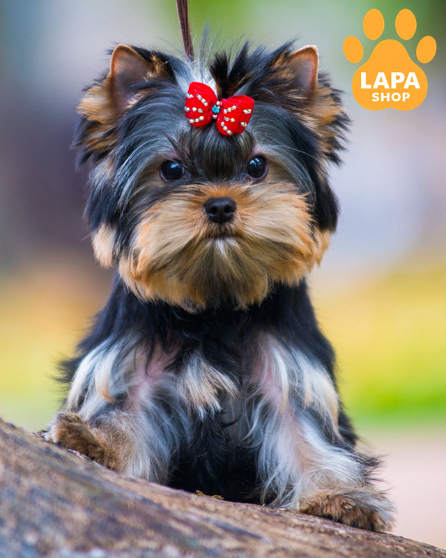 йоркширский терьер