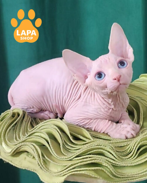 white Canadian Sphynx