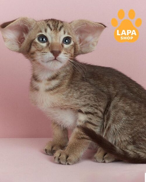 плямистий орієнтал