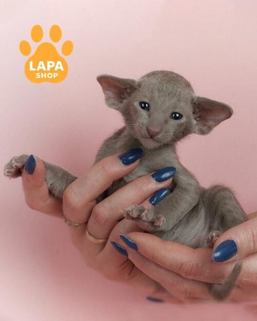 ліловий орієнтал