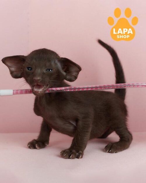 шоколадний орієнтал