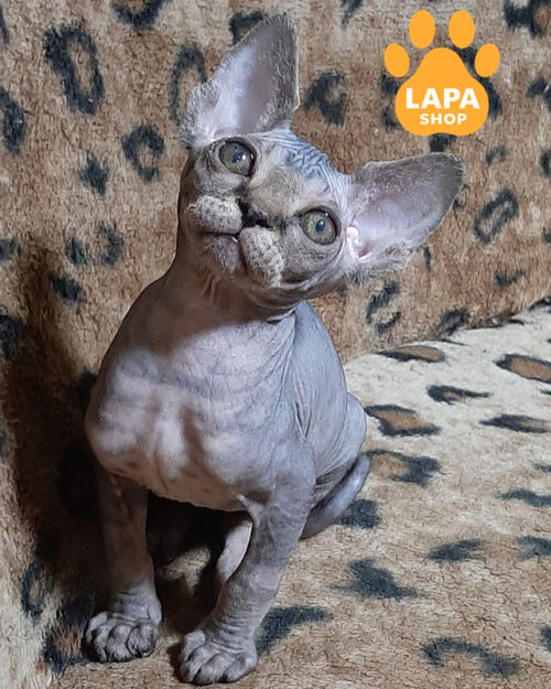 black tabby Canadian Sphynx