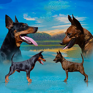 Очаровательный красавец Inter-Intellect породы цвергпинчер рыжего окраса parents 4