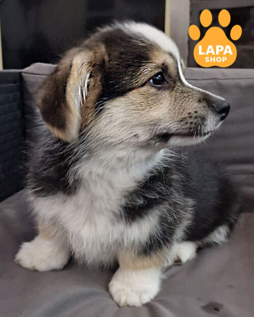 триколорный вельш корги пемброк