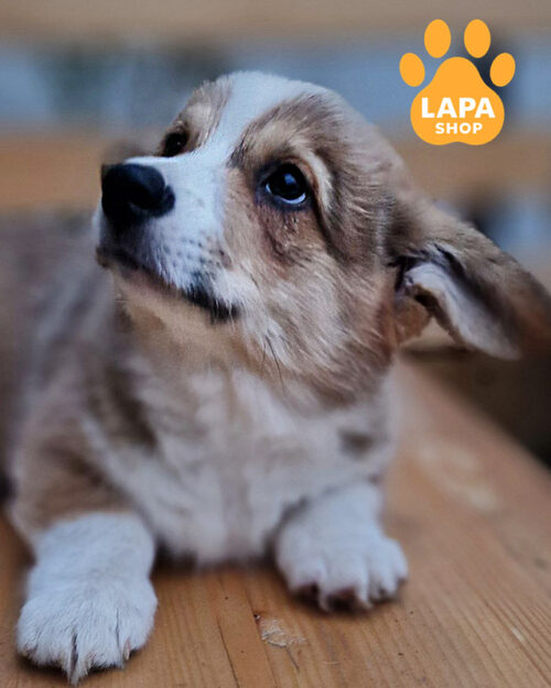 рыже-белый вельш корги пемброк