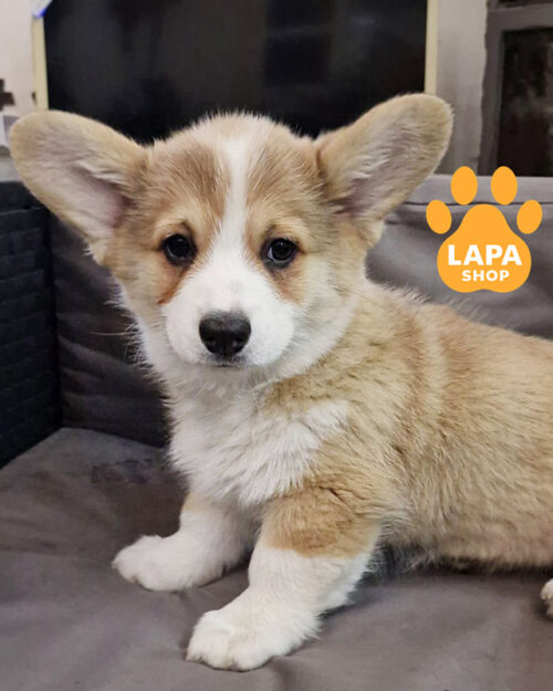 рыже-белый вельш корги пемброк