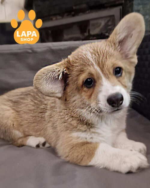 рудо-білий вельш коргі пемброк